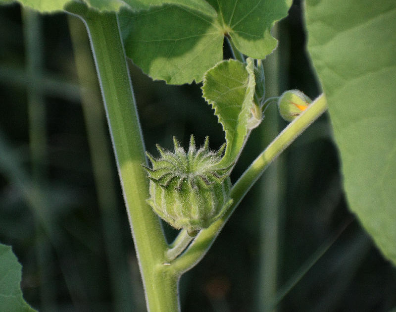 Abutilon theophrasti